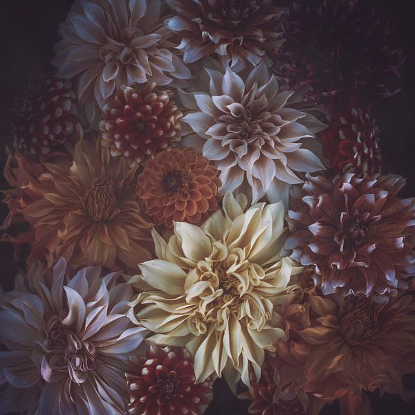 Autumn tones Dahlia collection by Marina de Wit