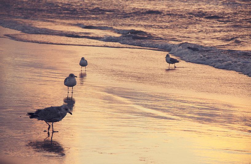 Seagulls on the beach by LHJB Photography