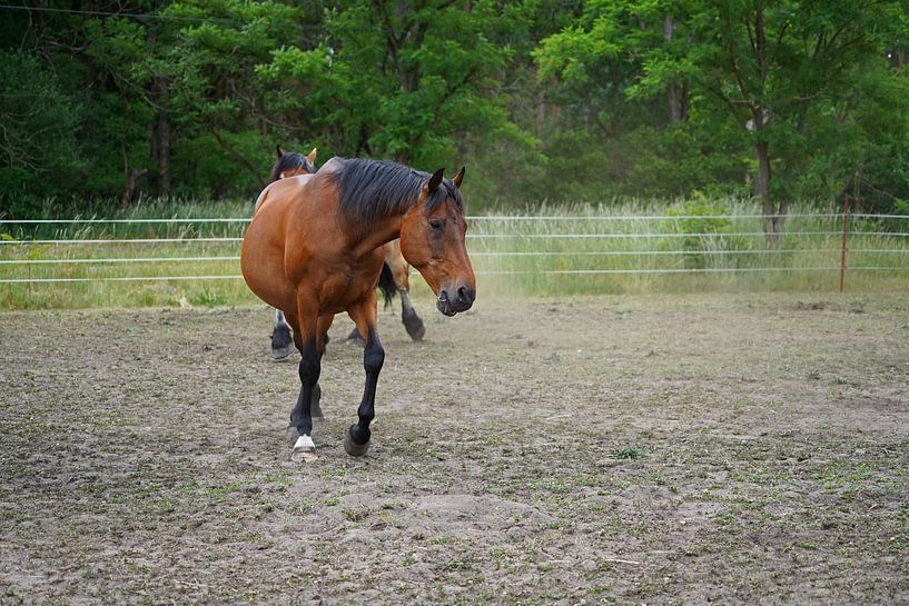 Trakehner Feldmeyer auf der Weide von Babetts Bildergalerie