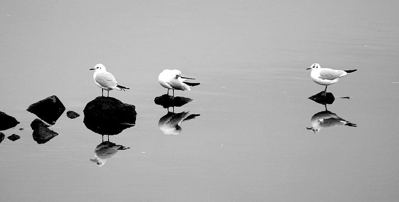 mouettes dans le miroir par joyce kool