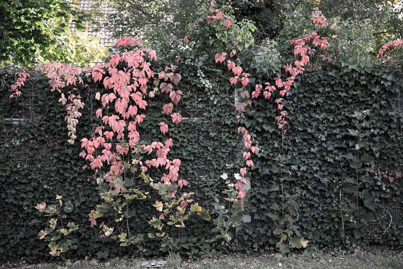 The colours of autumn in different splendours by Bianca Meyering Fotos - BMF