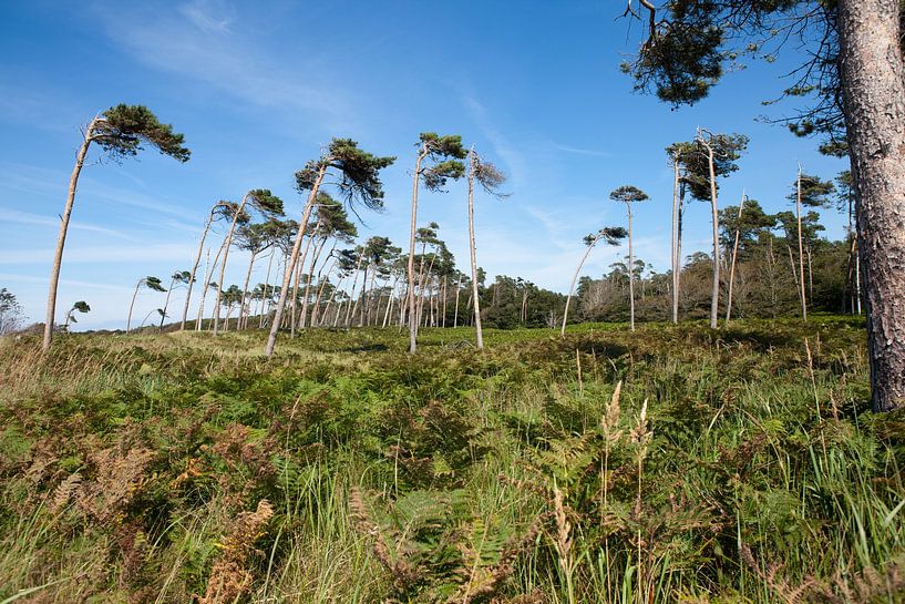 Ostsee: Darß - Weststrand von t.ART