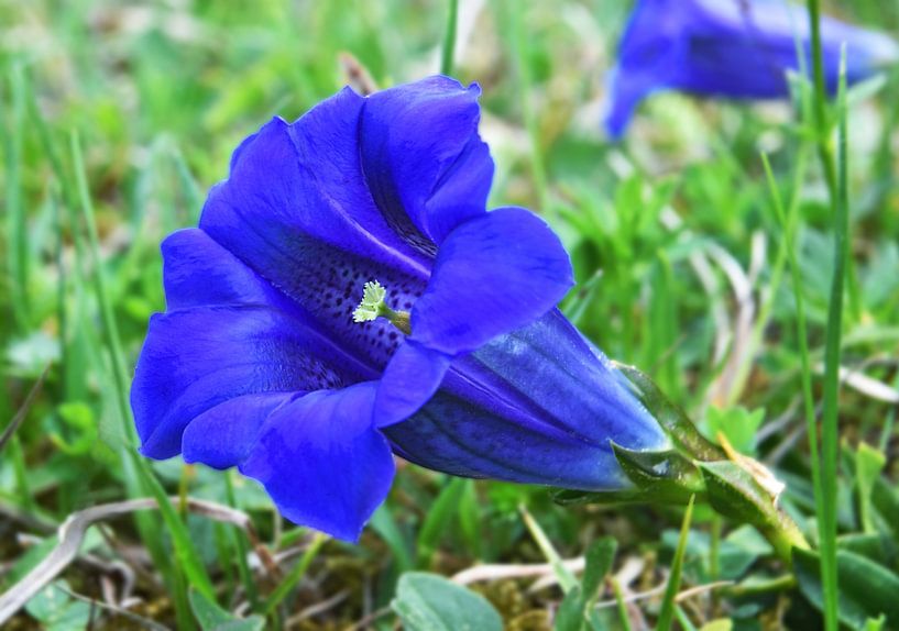 La fleur bleue de la romance par Andreas Föll