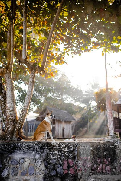 Dog at sunrise in the Philippines by Yvette Baur