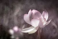 Lotus flower in soft light