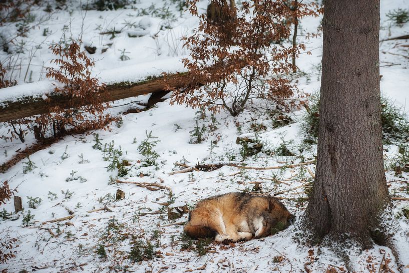 Schlafender Wolf von Monique Pouwels