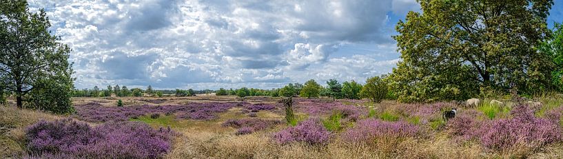 Blooming heathland with sheep, Loonse and Drunense Dunes by Rietje Bulthuis