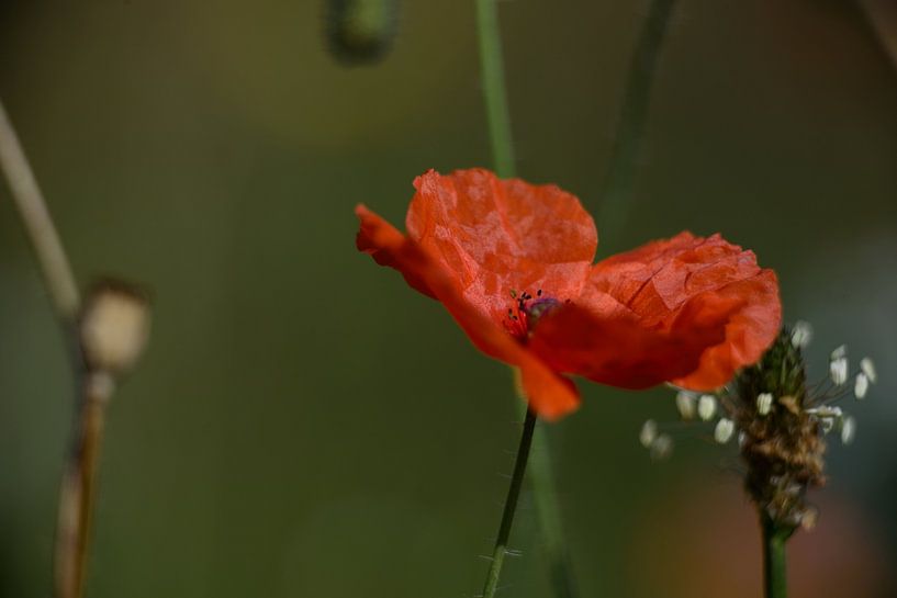 poppy by Jaap Kloppenburg