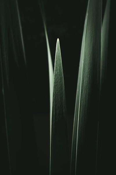 Schilfrohrblätter von Jan