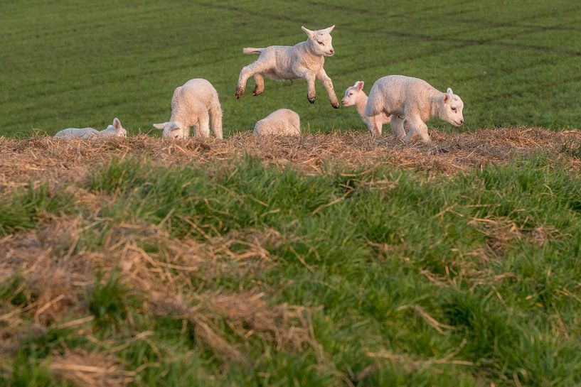 Vreugdesprongetje lammetje par Moetwil en van Dijk - Fotografie