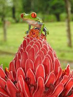 Roodoog boom kikker in Costa Rica