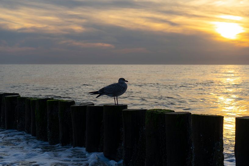 Mouette sur poteau par Gaby Jonker