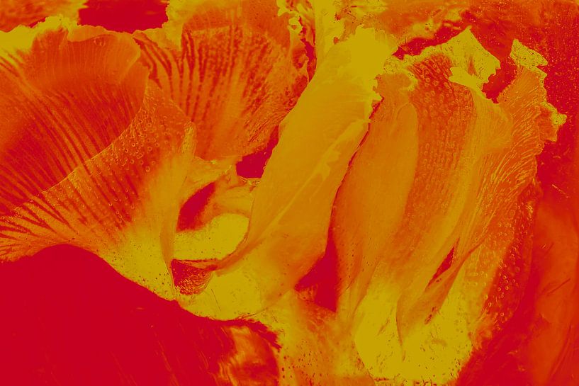 Cyclamen en orange par Marc Heiligenstein