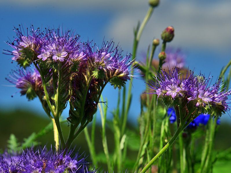 Phacelia 14 von Edgar Schermaul