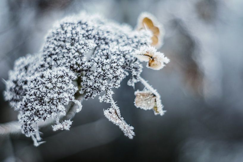 Winter von Janka Kucerova