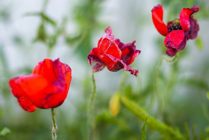 Ende von peterheinspictures