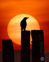 Le corbeau, sur le terril Haniel.