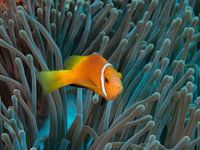 Amphiprion nigripes