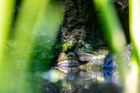 Frog duet at the garden pond
