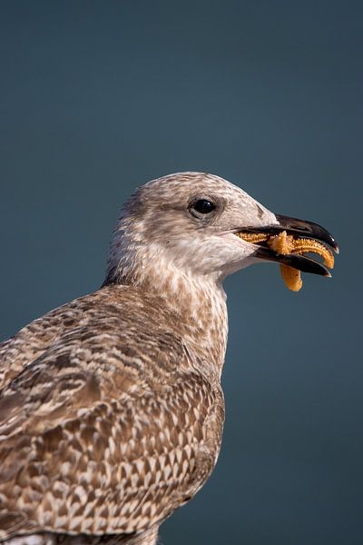Möwe mit Seestern von Piet Hein Schuijff
