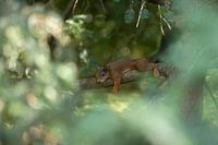 Resting squirrel