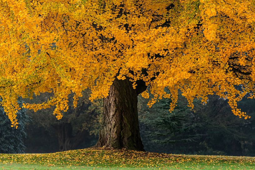 Der orange Baum von Martin Bergsma
