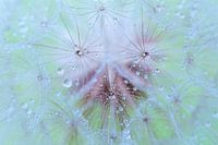 Macro van uitgebloeide morgenster