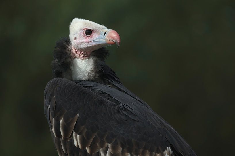 Weißkopfgeier (Trigonoceps occipitalis) von Ronald Pol