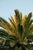 Green palm leaves in the golden sunlight I Barcelona, Spain I Summer on the Mediterranean I Travel p