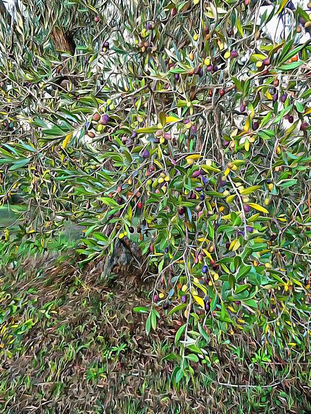 Bereit für die Weinlese von Dorothy Berry-Lound