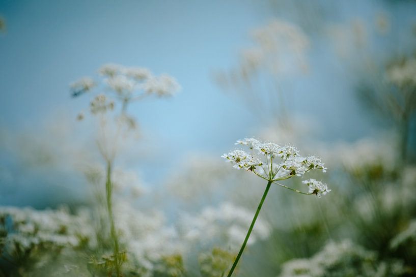 Printemps frais par Hiske Boon