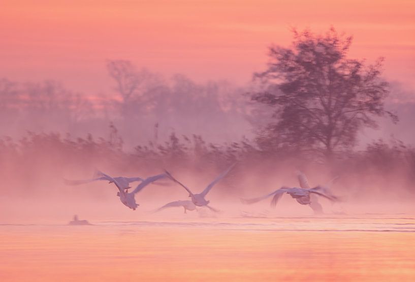 Cygnes sortant de la brume par natascha verbij