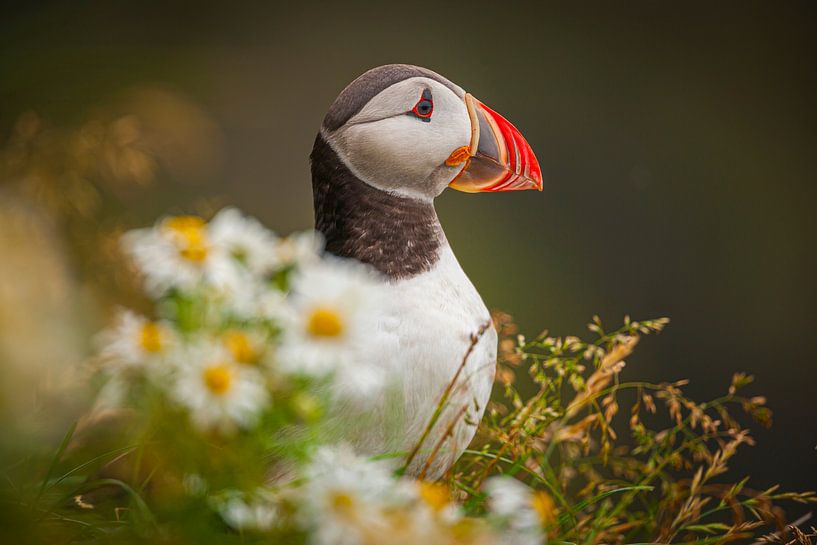 Porträt eines Papageientauchers (Fratercula arctica) von Chris Stenger
