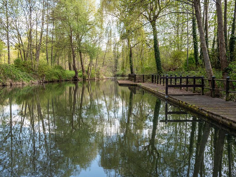 Nature reserve in the Spreewald in Brandenburg by Animaflora PicsStock