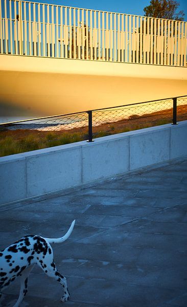 Dalmatian in the shade - railing in the evening sun by Michael Moser