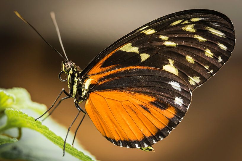Vlinder by Geert-Jan Timmermans