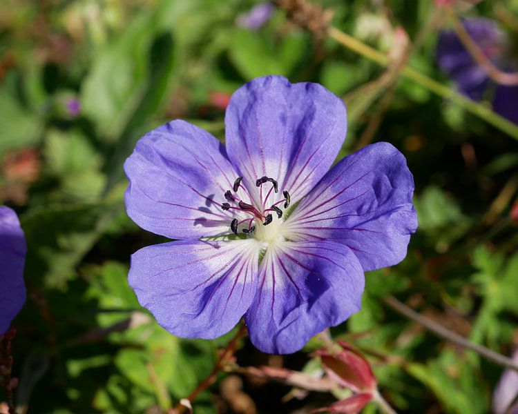 a geranium by Wim vd Neut
