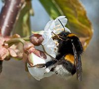 hommel op kersenbloesem