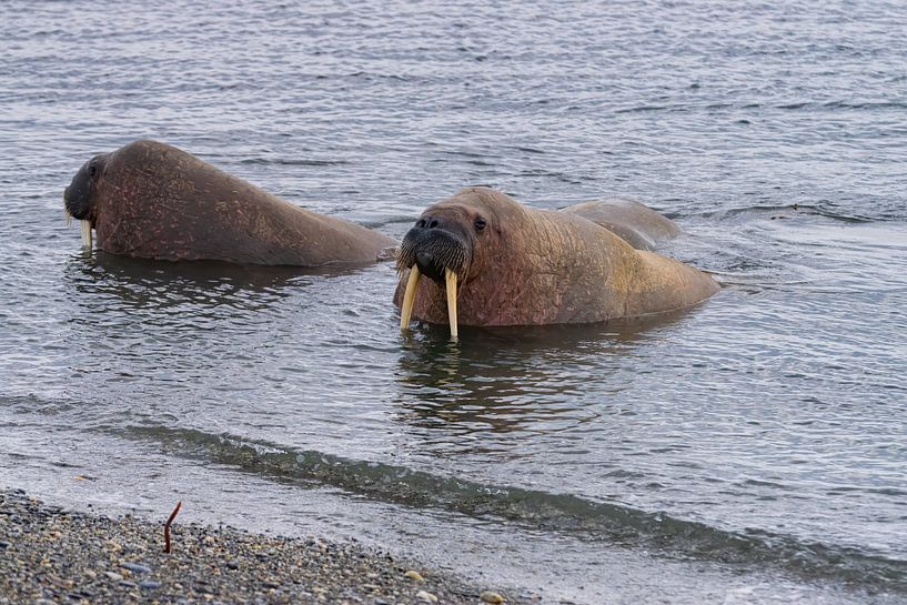 Walrus par Merijn Loch