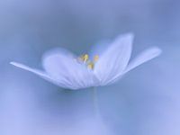 Anémone de bois en bleu