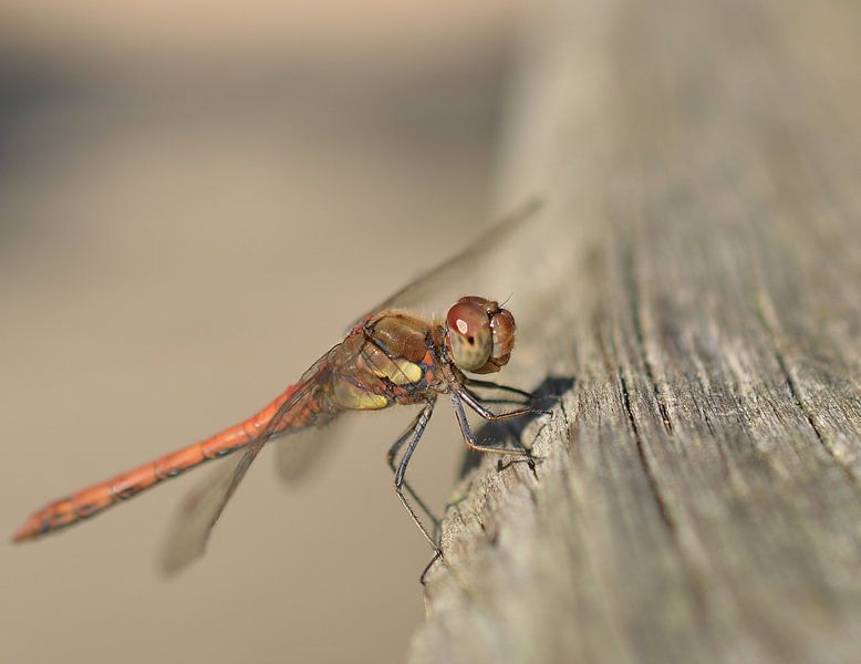 Libelle von Suzan (Suus) Buskes