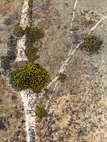 MOS BOOM von der Natur geformt