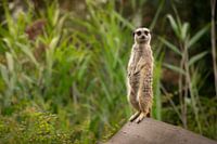 Eye contact with a meerkat