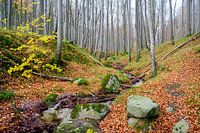 Waldblick im Herbst