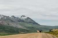Isländische Schafe | Auf einem Roadtrip durch die schönsten Landschaften