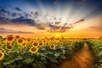 Champ de tournesols au coucher du soleil | le chemin secret