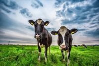 VACHES DANS LA PRAIRIE