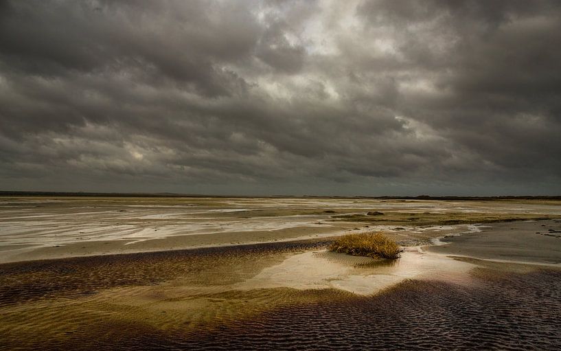 Grasbüschel nach den alten Meistern von Claudia van Zanten
