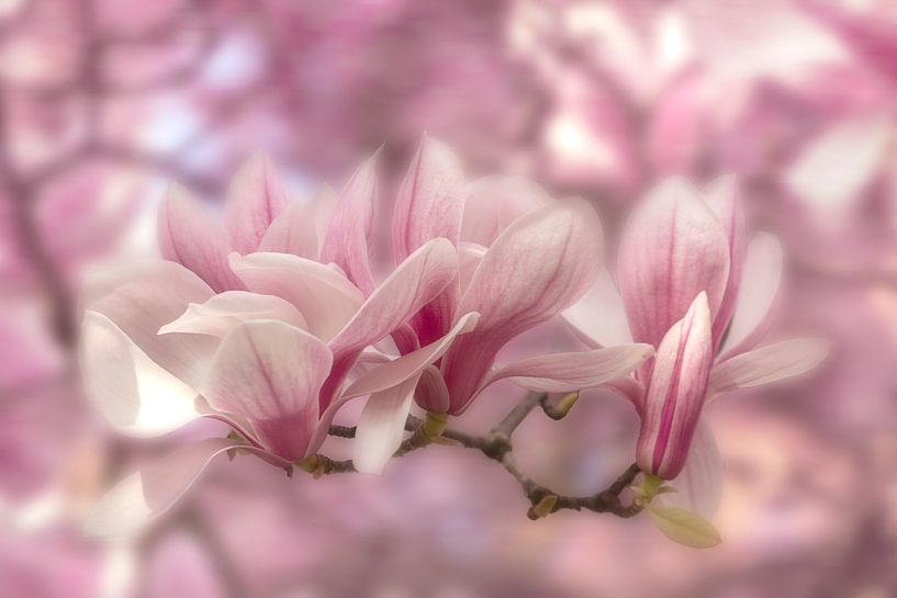 Magnolias in soft pink by Puravida - Photography and photo art