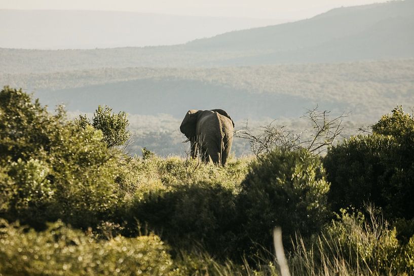 Elefant in Südafrika von Leen Van de Sande